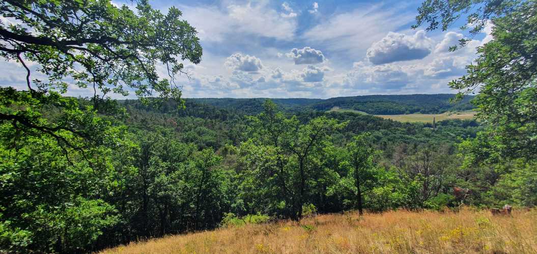 sommerliche Aussicht vom Turmweg im Hohen Barnim