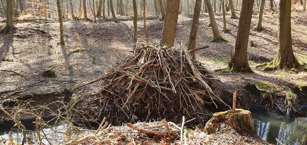 Kleine Biberburg am Fließ zum Teufelsee im Oberbarnim