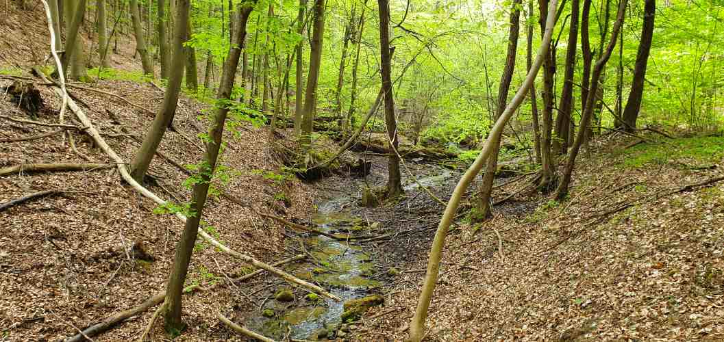 Fließ schlängelt sich im Frühling durch den Wald zum Teufelsee