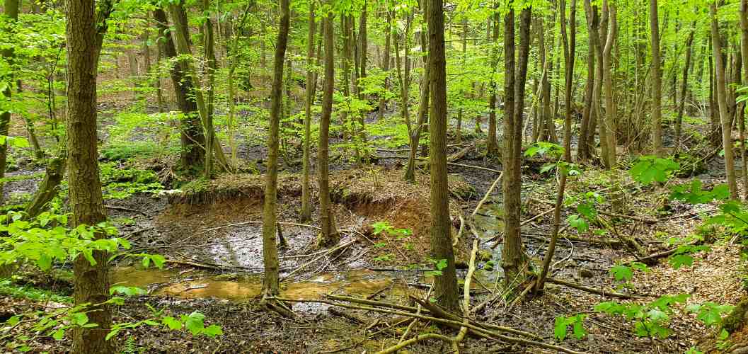 Fließ durch die Mariannenschlucht zum Teufelsee im Oberbarnim
