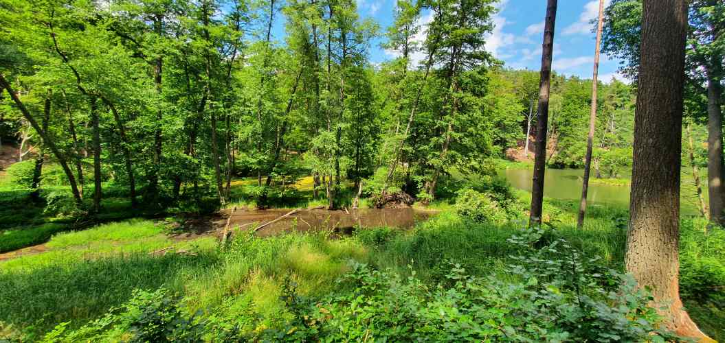 Biberburg beim Teufelsee im Oberbarnim