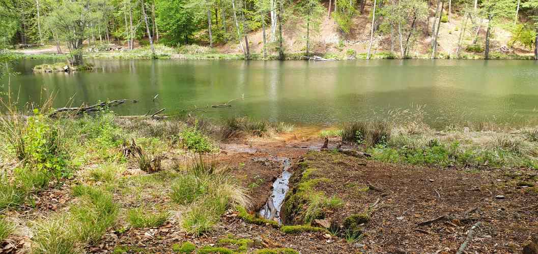 Das Südufer des Teufelsee im Frühling