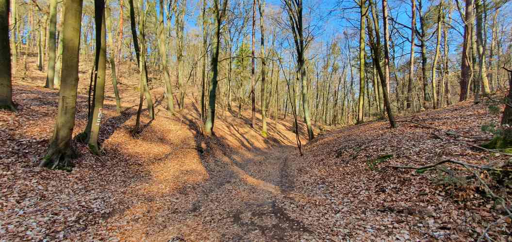 Herbstlicher Buchenwald auf dem Turmweg im Oberbarnim