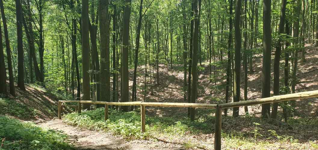 Turmwanderweg mit Reling im sommerlichen Oberbarnim