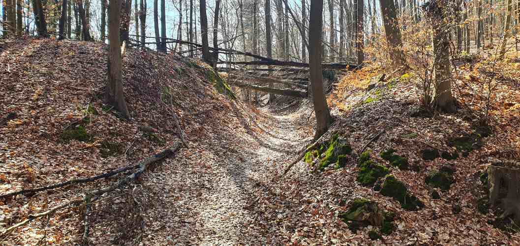 Herbstlicher Wanderweg mit querliegenden Bäumen im Oberbarnim