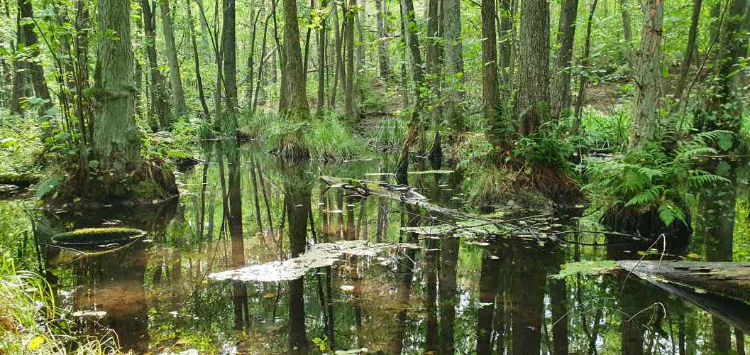 Auwald im sommerlichen Briesetal