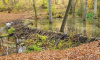 Biberwall im herbstlichen Briesetal