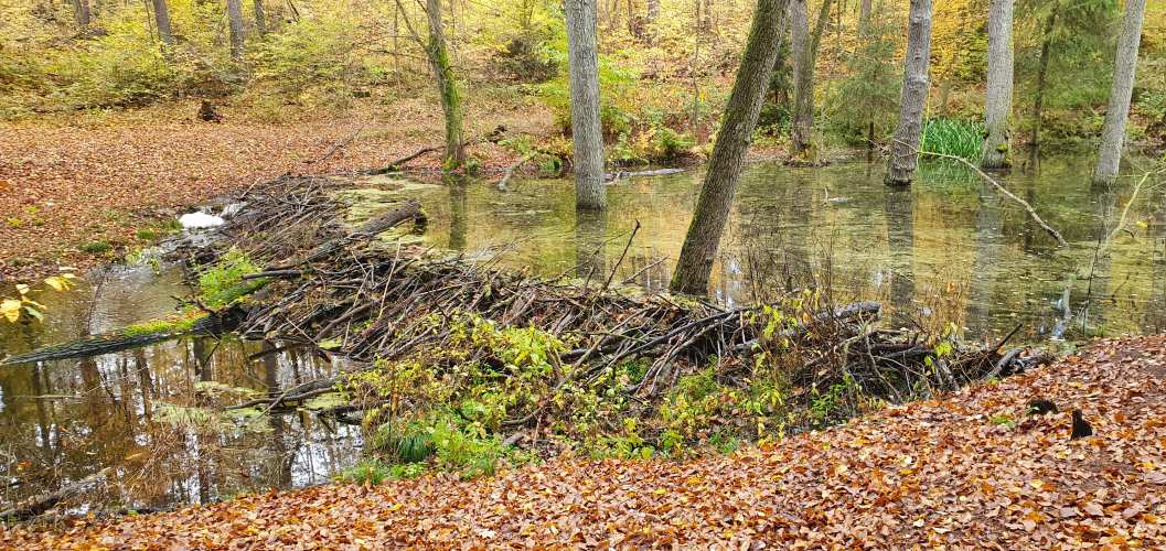 Biberwall im herbstlichen Briesetal