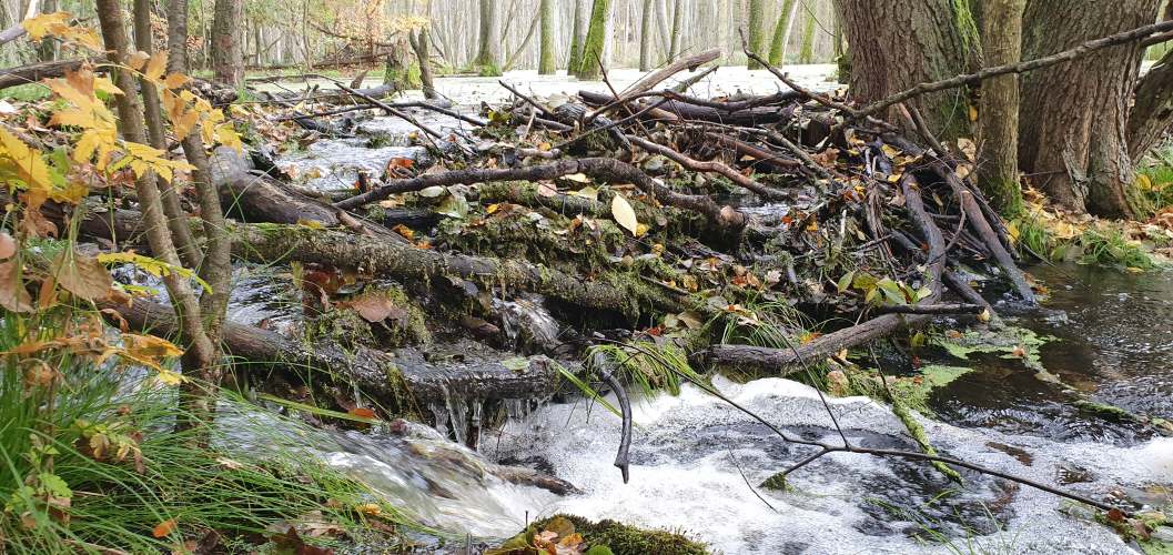 Biberwall mit Überlauf im herbstlichen Briesetal