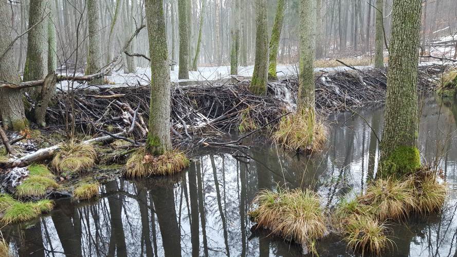 Biberwall im winterlichen Briesetal
