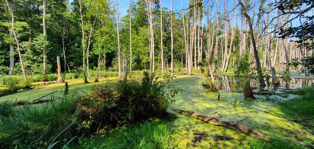 Briesetal in sommerlicher Abendsonne