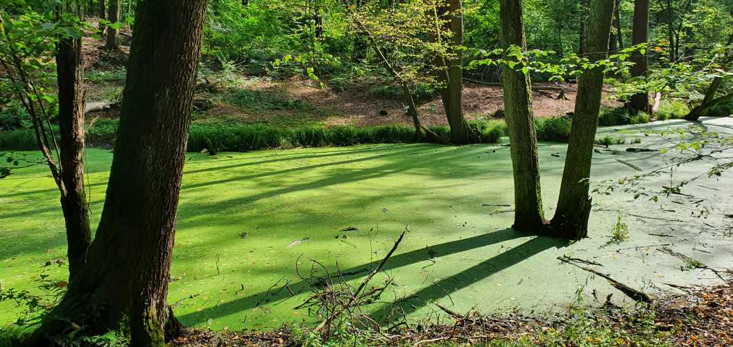 Briese mit Entengrütze im Sommer