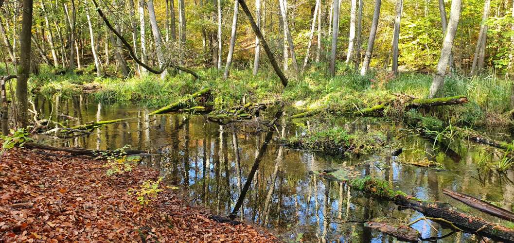 Brieseufer mit Herbstlaub