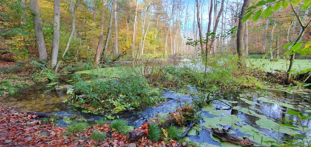 Uferbereich entlang des Wanderweges im herbstlichen Briesetal