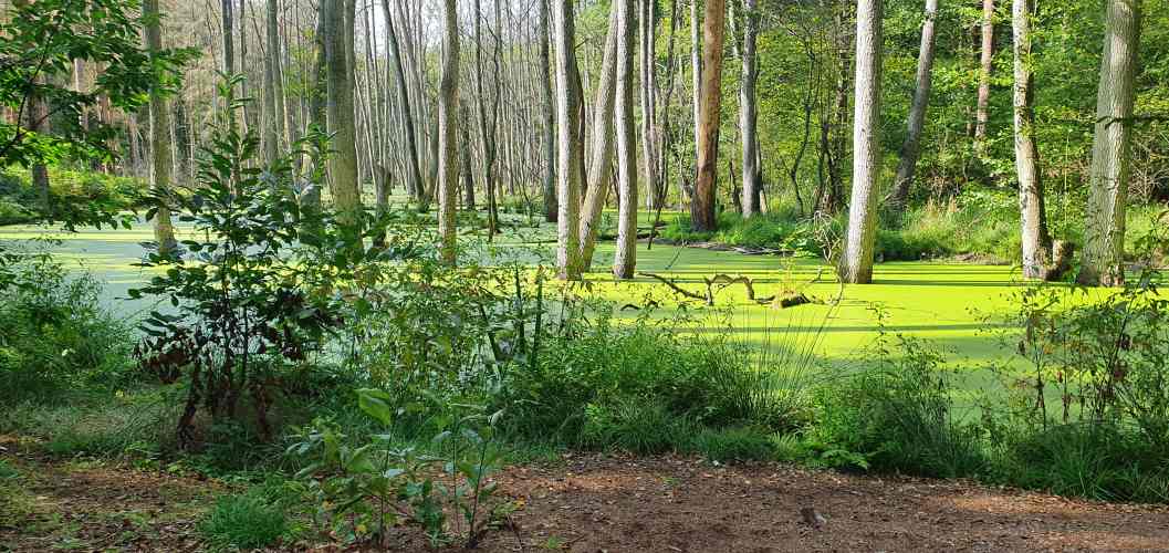 Uferbereich der Briese im Sommer