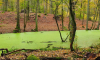 Entengrützen-grüne Briese durch Herbstlaub-bedeckten Wald