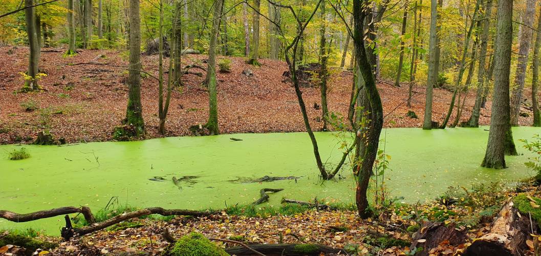 Entengrützen-grüne Briese durch Herbstlaub-bedeckten Wald