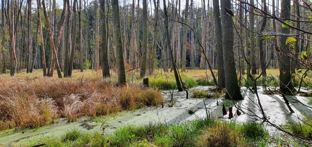 Große offene Sumpffläche der Briese im Herbst