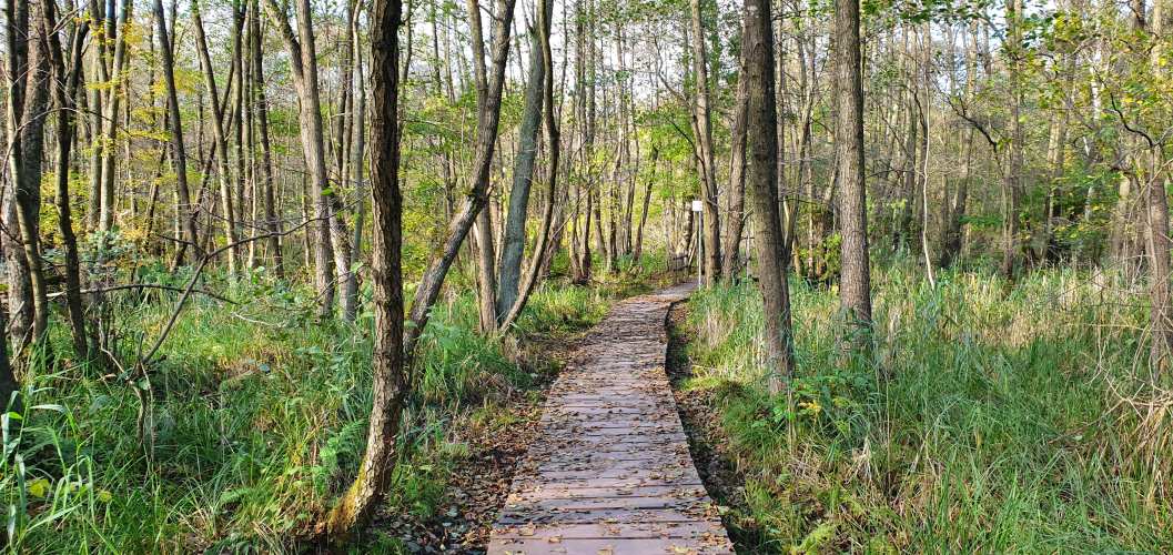 Steg über den herbstlichen Sumpf der Briese