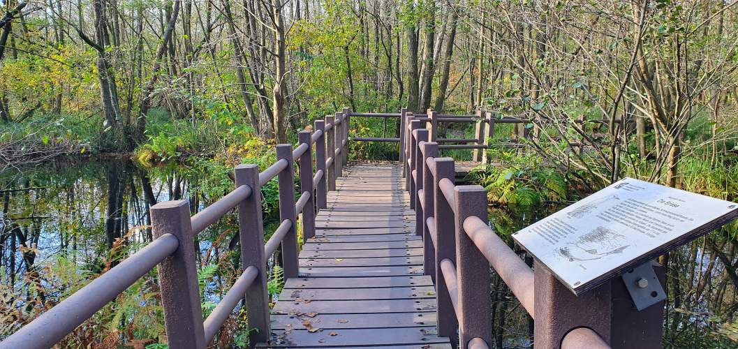 Steg mit Hinweistafel durch den herbstlichen Sumpf der Briese