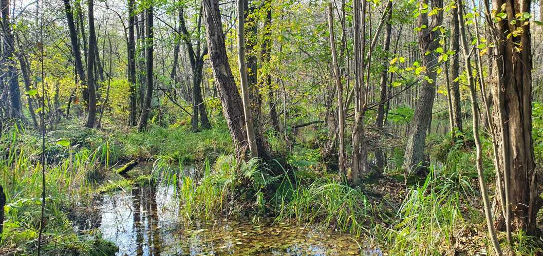 Sumpf und Auwald im herbstlichen Briesetal