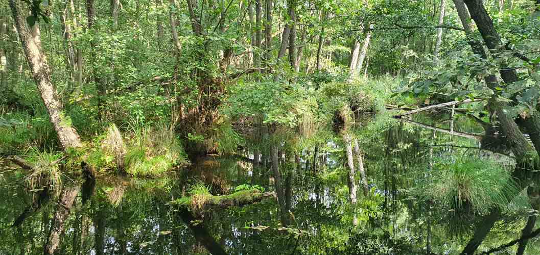 Sumpf im sommerlichen Briesetal
