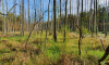 Durch die Briese überfluteter Wald an sonnigen Herbsttag