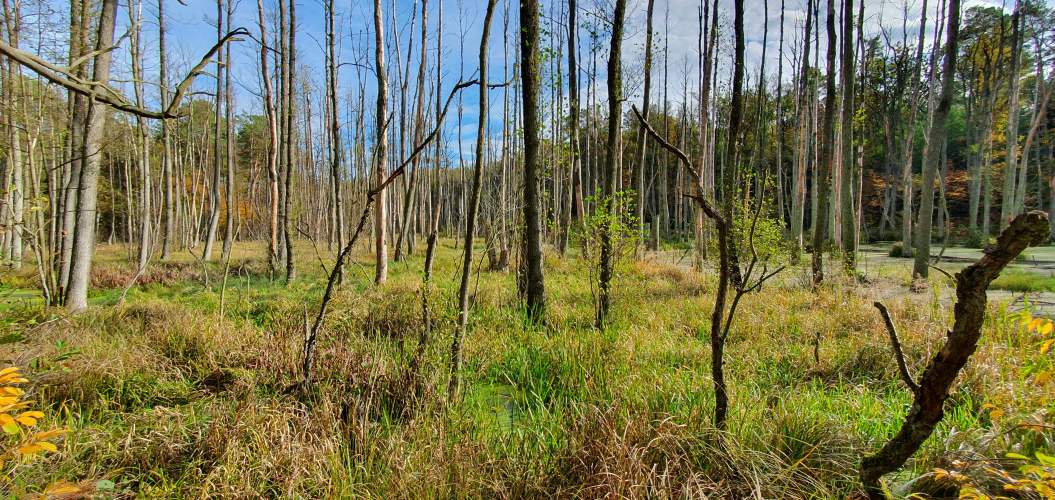 Durch die Briese überfluteter Wald an sonnigen Herbsttag
