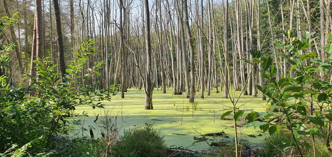 Überfluteter Wald im Briesetal im Sommer