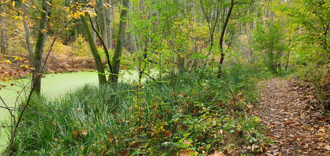 Wanderweg durch das Briesetal im Herbst