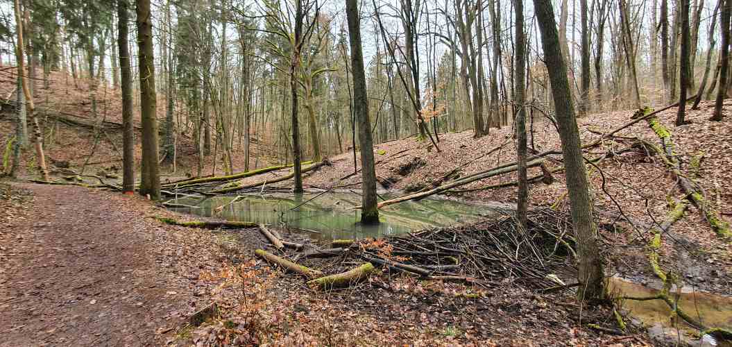 Biberwall am Sophienfließ in der Märkischen Schweiz