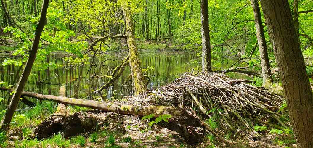Biberburg am Giebelpfuhl in der Märkischen Schweiz