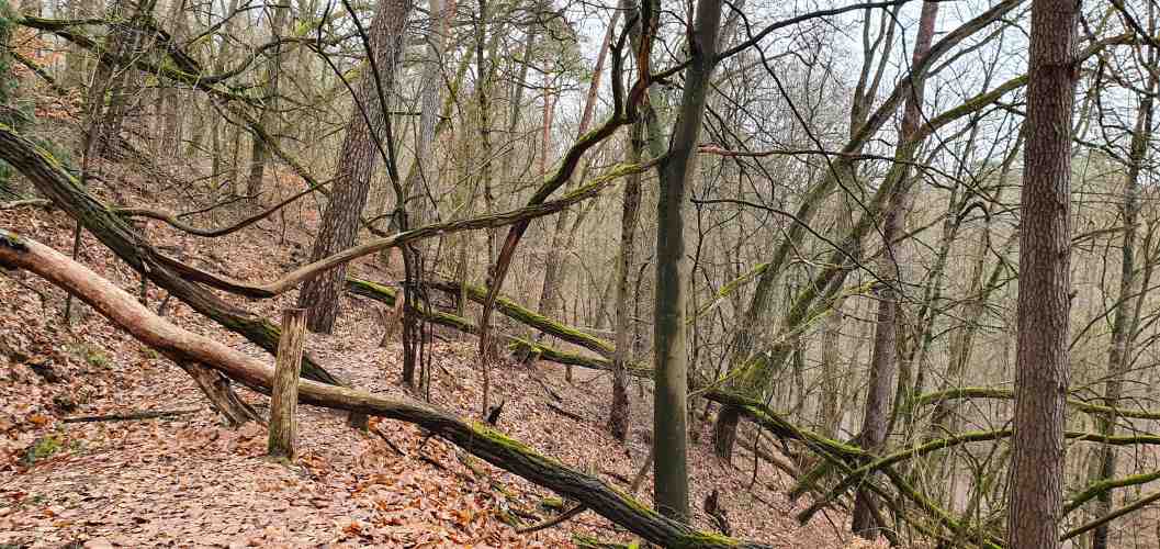 Herbstlicher Panoramaweg in der Märkischen Schweiz