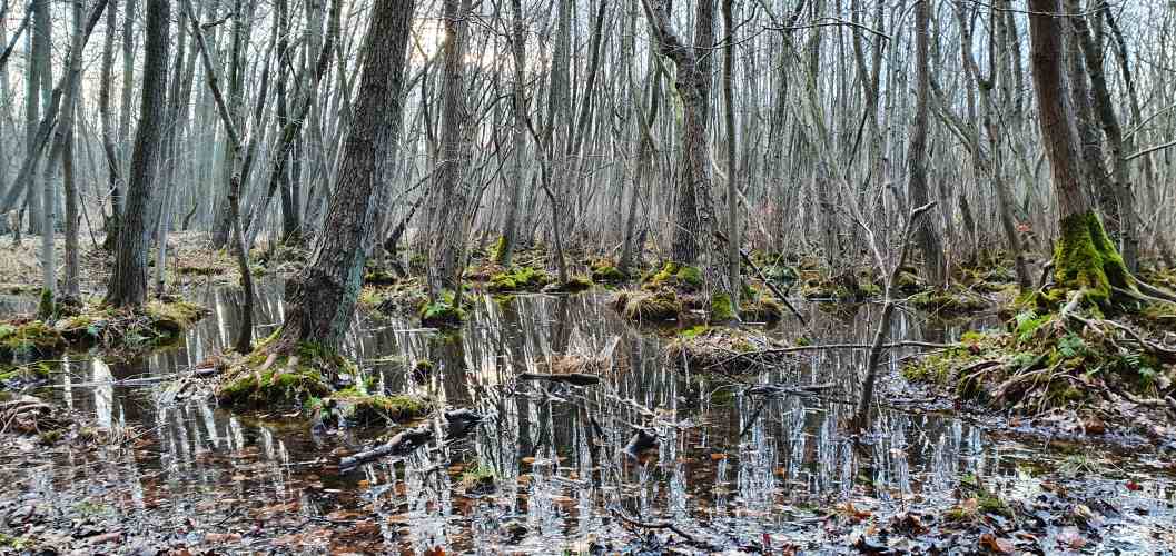 Auwald am Ostufer im Schermützelsee