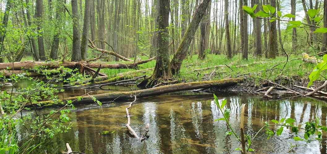 Stobber mit Auwald im Hintergrund