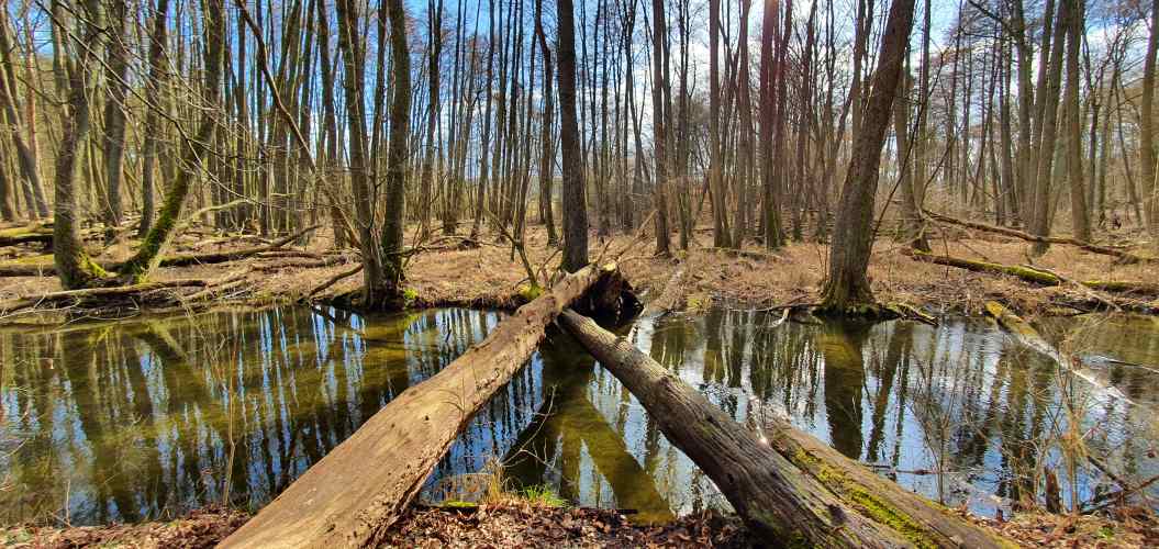 Zwei umgestürzte Bäume über die Stobber als Brücke