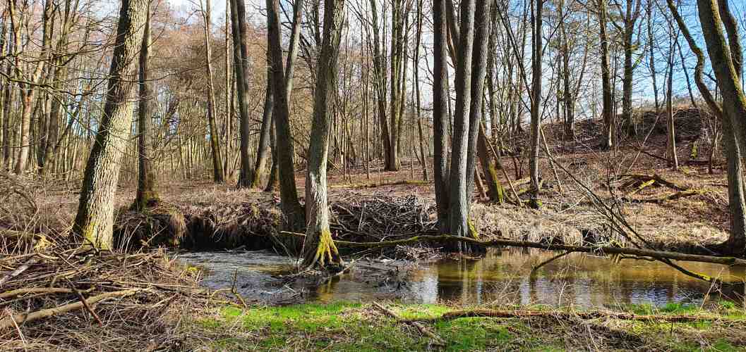 Biberburg am Ufer der Stobber
