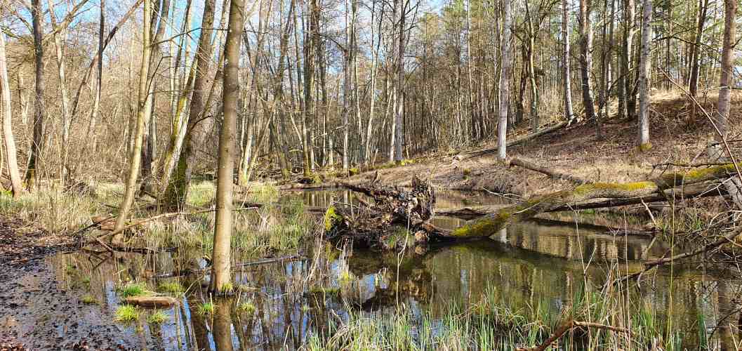 Morast am Ufer der Stobber