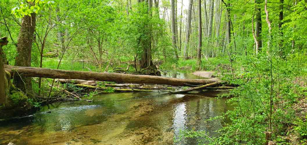 Umgestürzter Baum über die Stobber in der Märkischen Schweiz