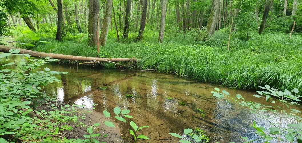 Stobber mit Ufer in der Märkischen Schweiz