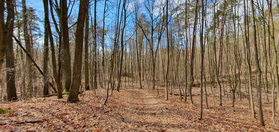 Herbstlicher Wald in der Märkischen Schweiz