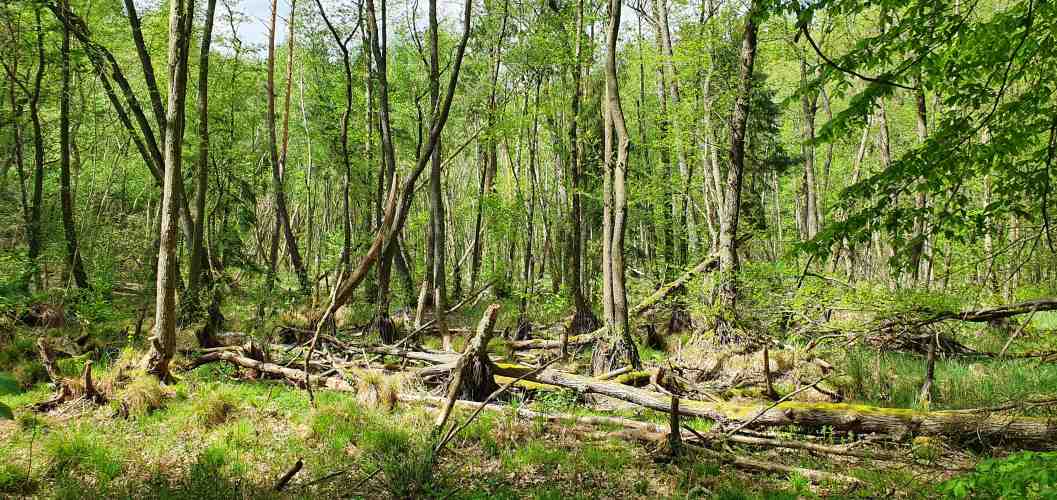 Wald auf Wanderung in der Märkischen Schweiz