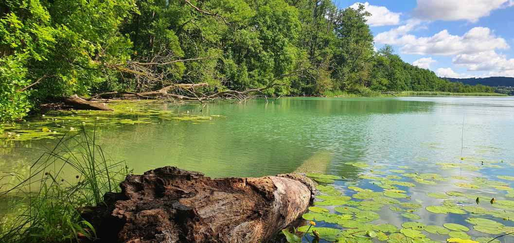 Bucht im Schermützelsee mit Seerosen