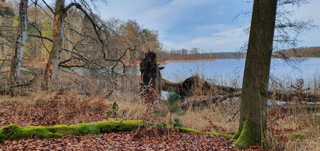Nehmitzsee mit herbstlicher Halbinsel