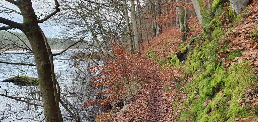 Uferweg am Nehmitzsee mit moosbewachsenen Nordhang