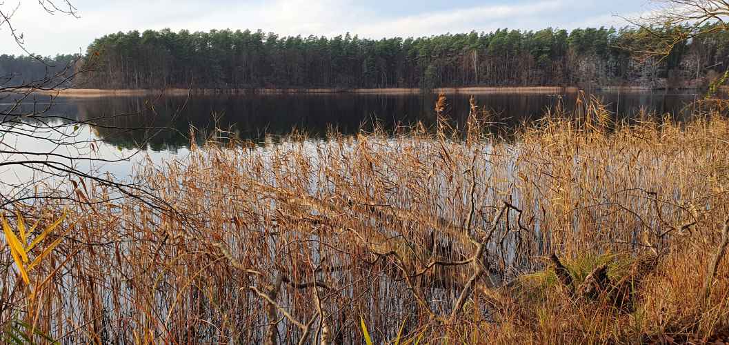 Schilfufer am Nehmitzsee im Herbst