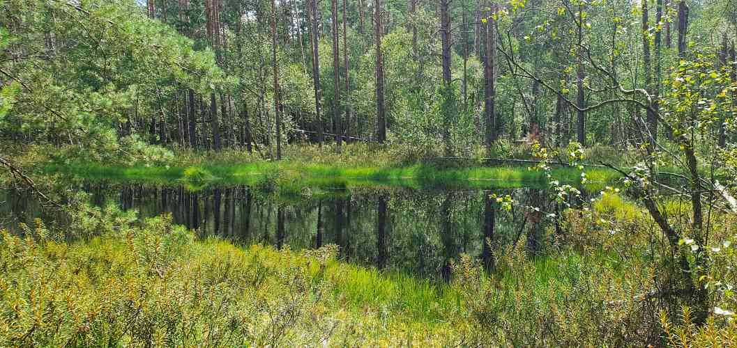 Großer Barschsee auf Wanderung zwischen Roofensee und Nehmitzsee im Sommer