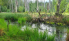 Morast auf Wanderung zwischen Roofensee und Nehmitzsee