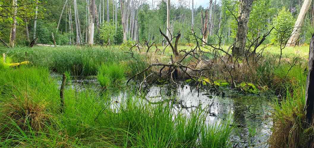 Morast auf Wanderung zwischen Roofensee und Nehmitzsee