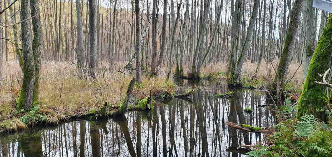 Herbstlicher Polzowkanal auf Wanderung zwischen Roofensee und Nehmitzsee